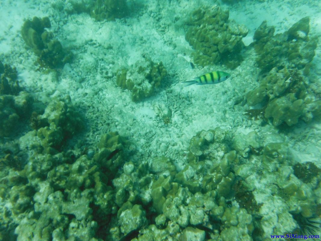 丽贝岛（Koh Lipe）游览